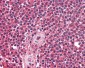 CXCR5 Antibody